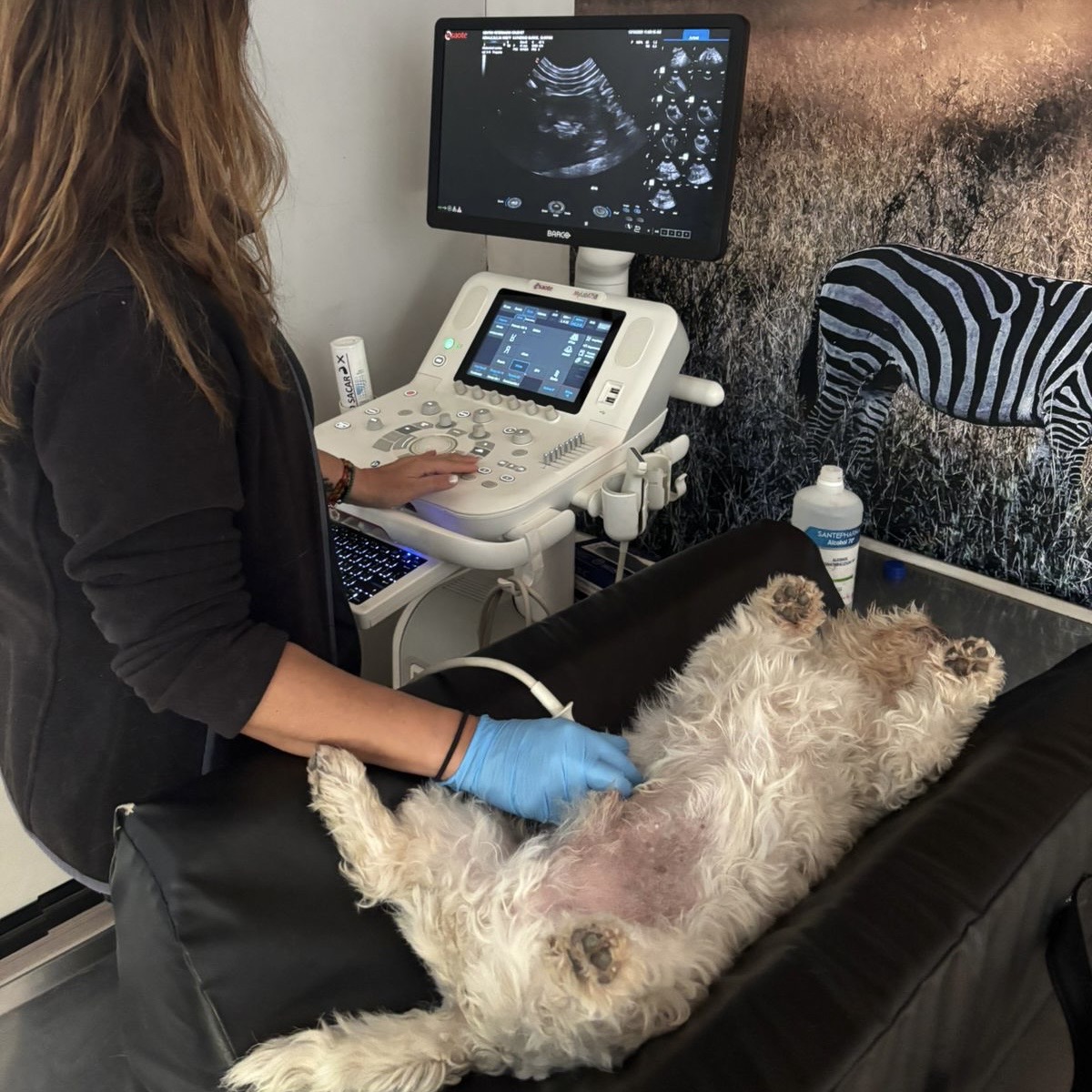 Crubvet Isla de Maipo