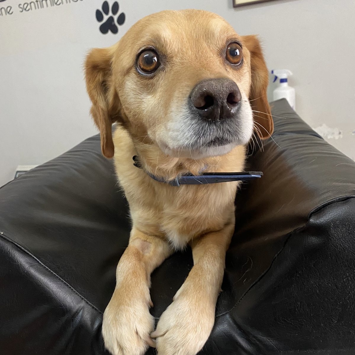 Consulta veterinaria