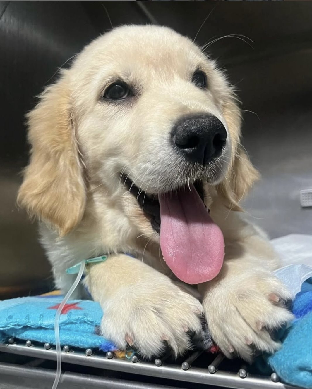 Equipamiento Crubvet