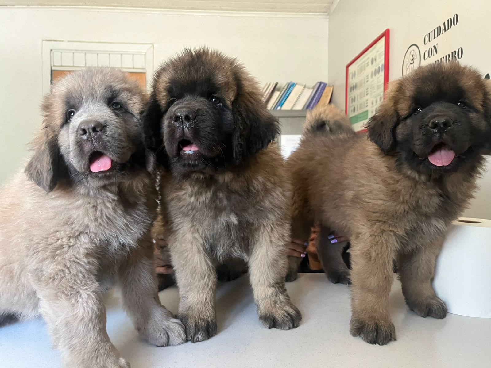 Peluquería y Pet Shop