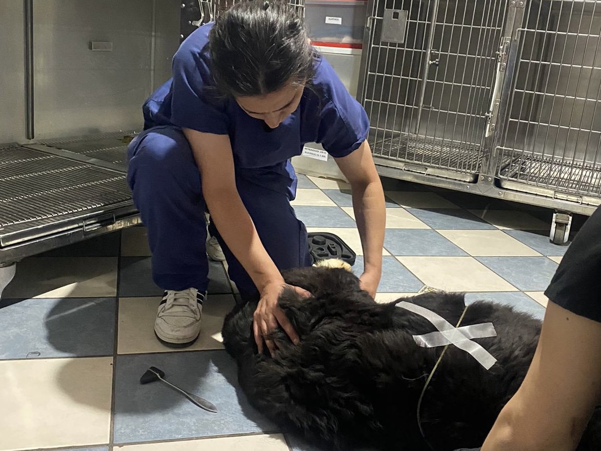 Neurología veterinaria