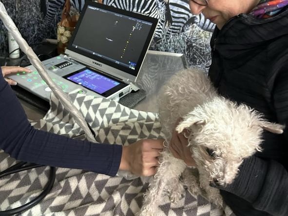 Cardiología veterinaria