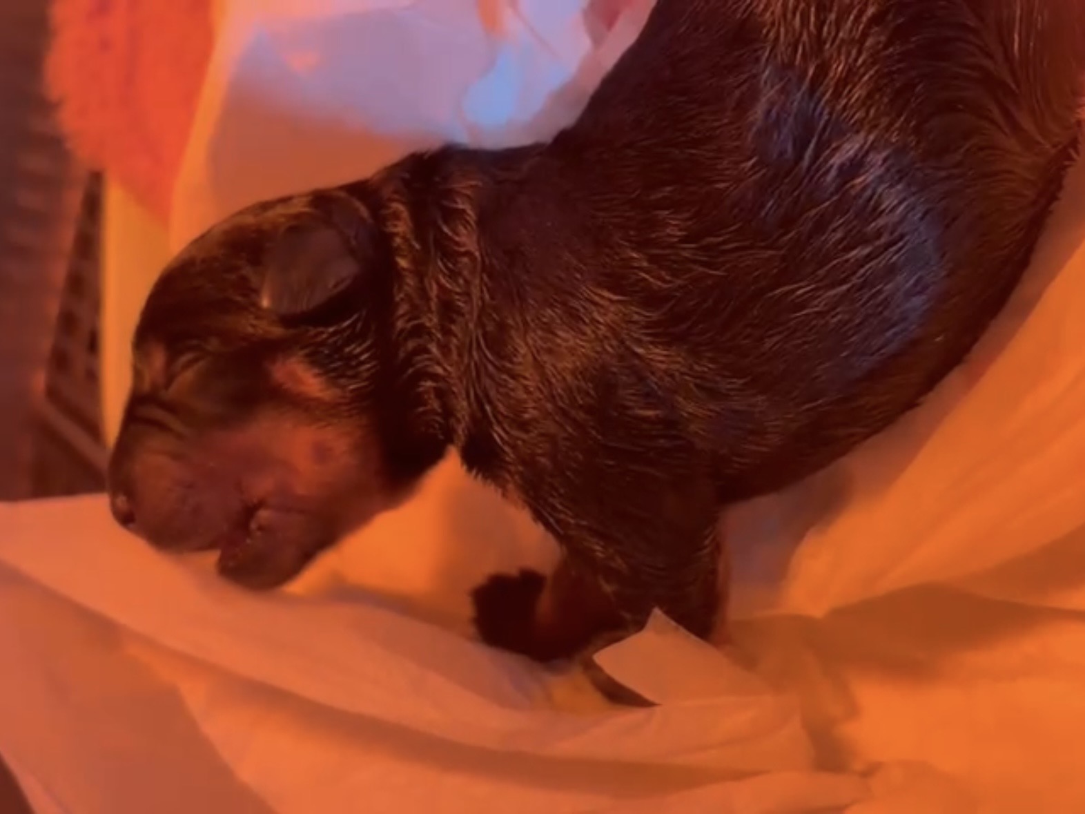 Cirugía y Anestesia