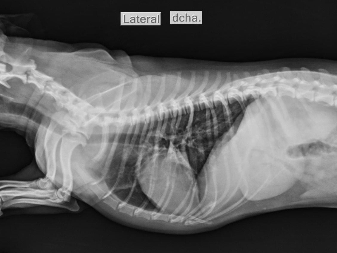 Cirugía e Imágenes