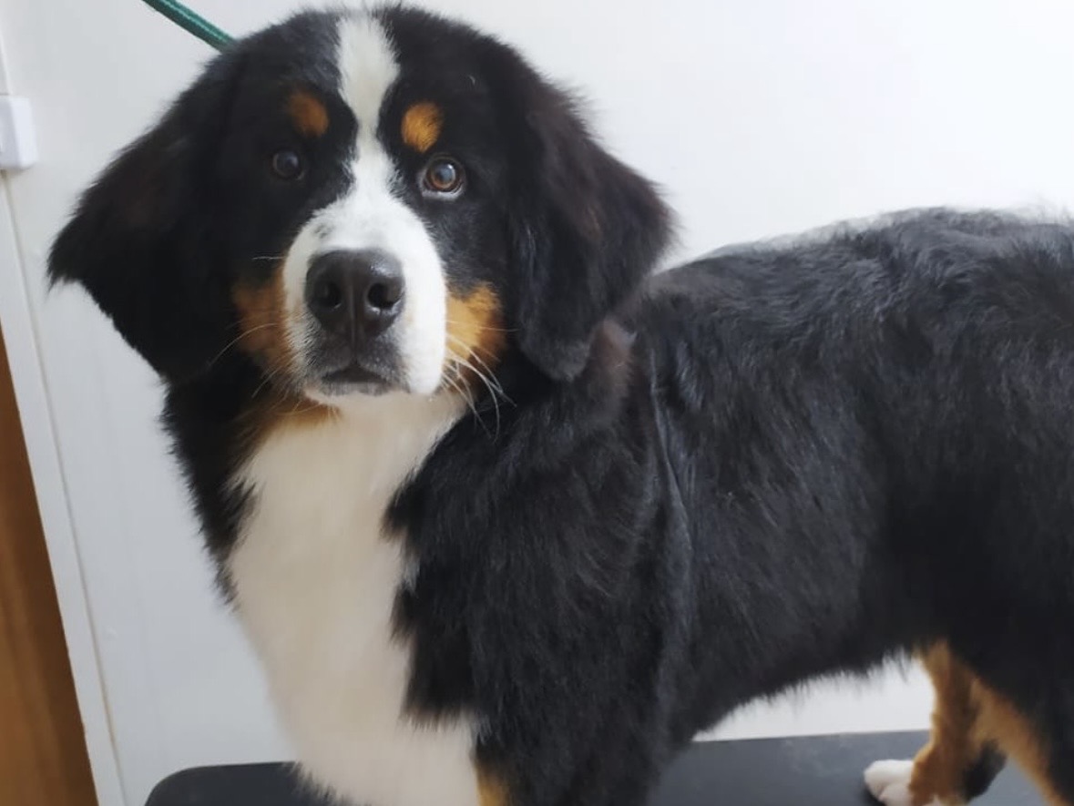 Peluquería canina y felina