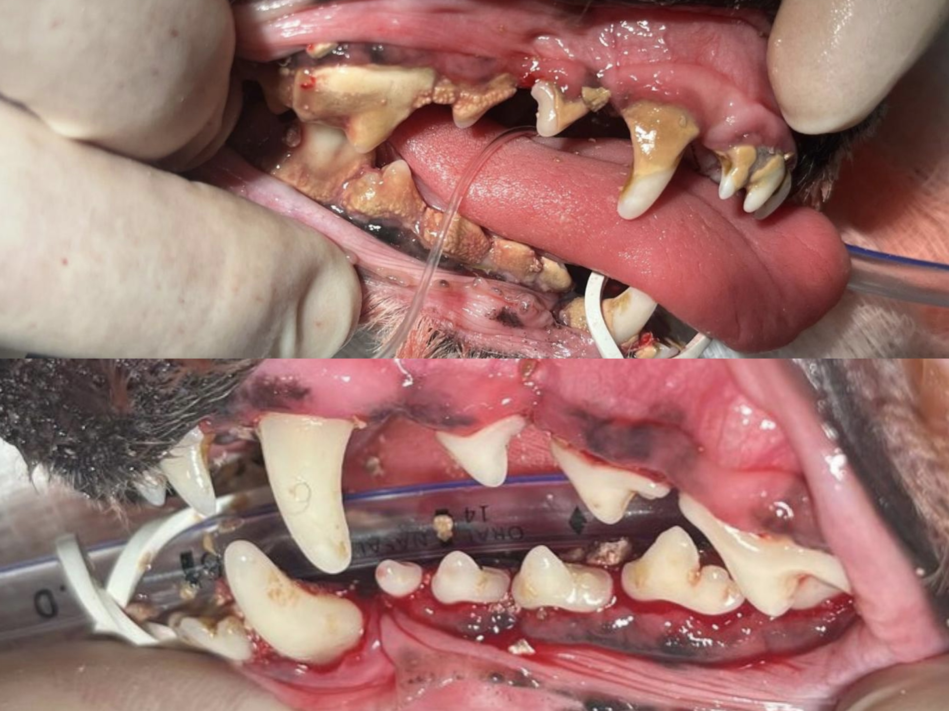 Odontología veterinaria