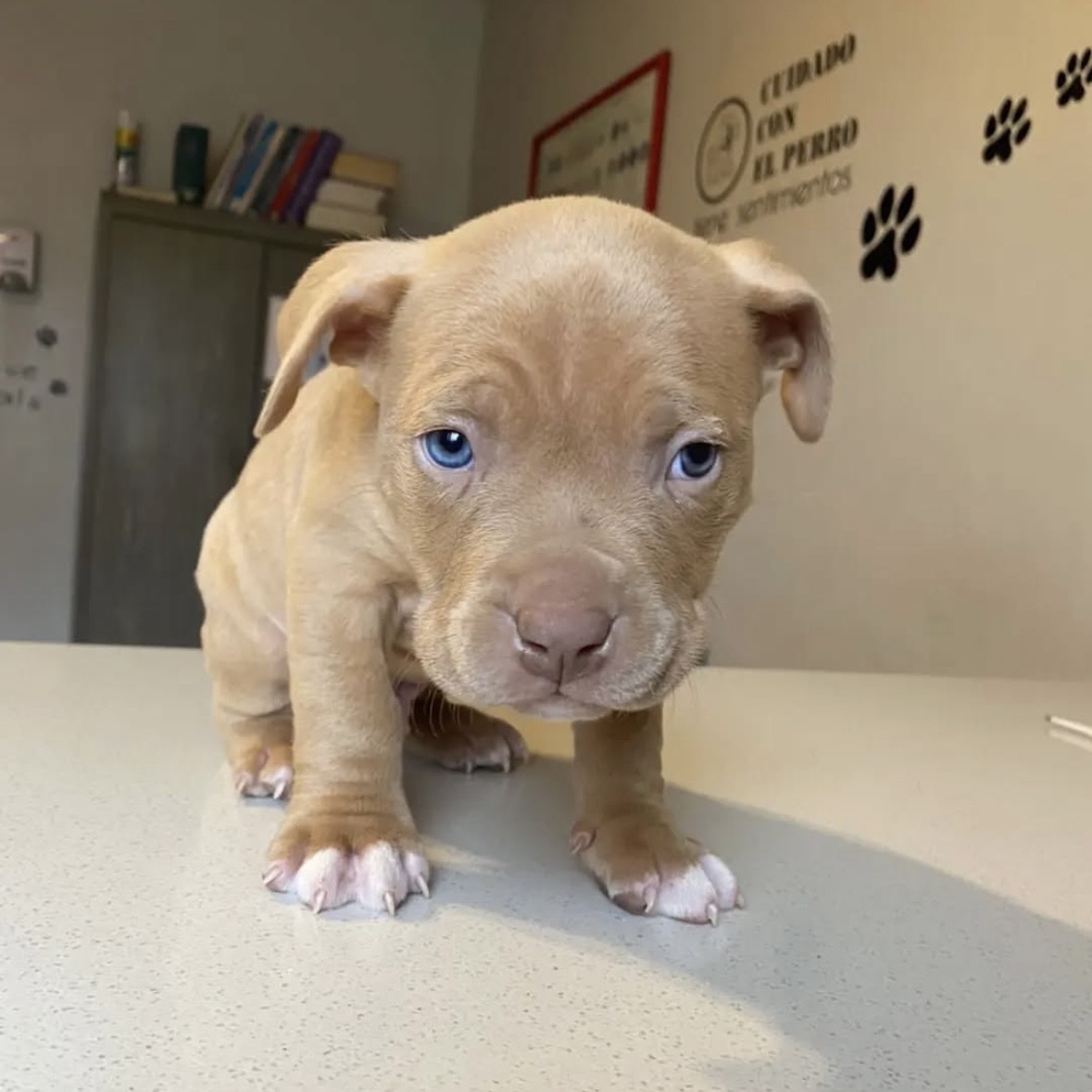 Equipamiento veterinario moderno