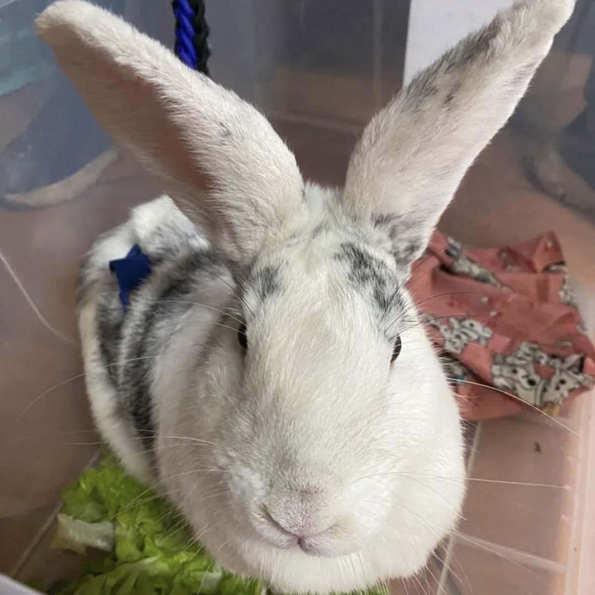 Hospitalización felina y canina