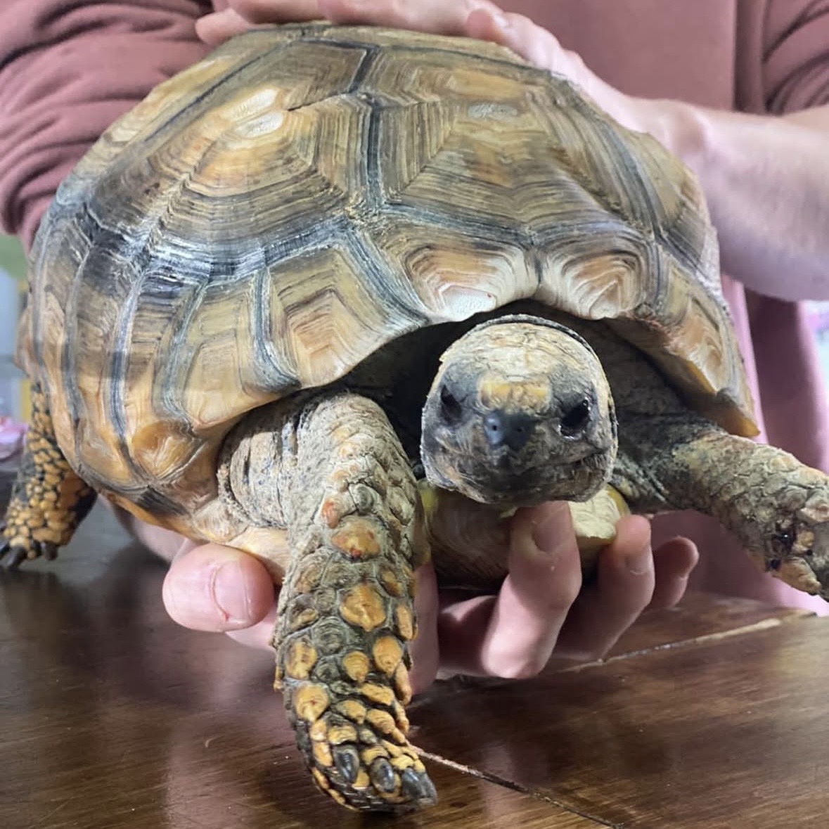 Veterinarios cuidando mascota