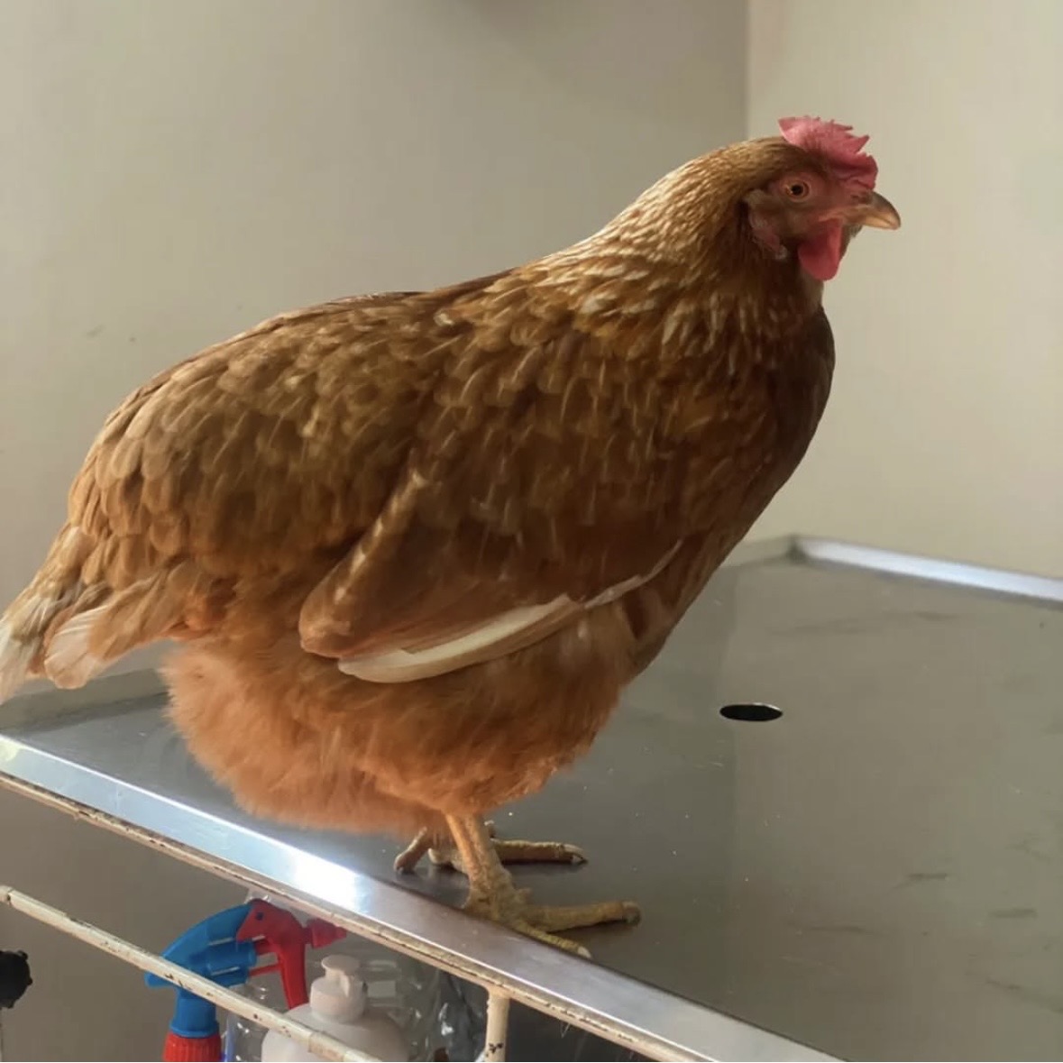 Equipo médico Crubvet