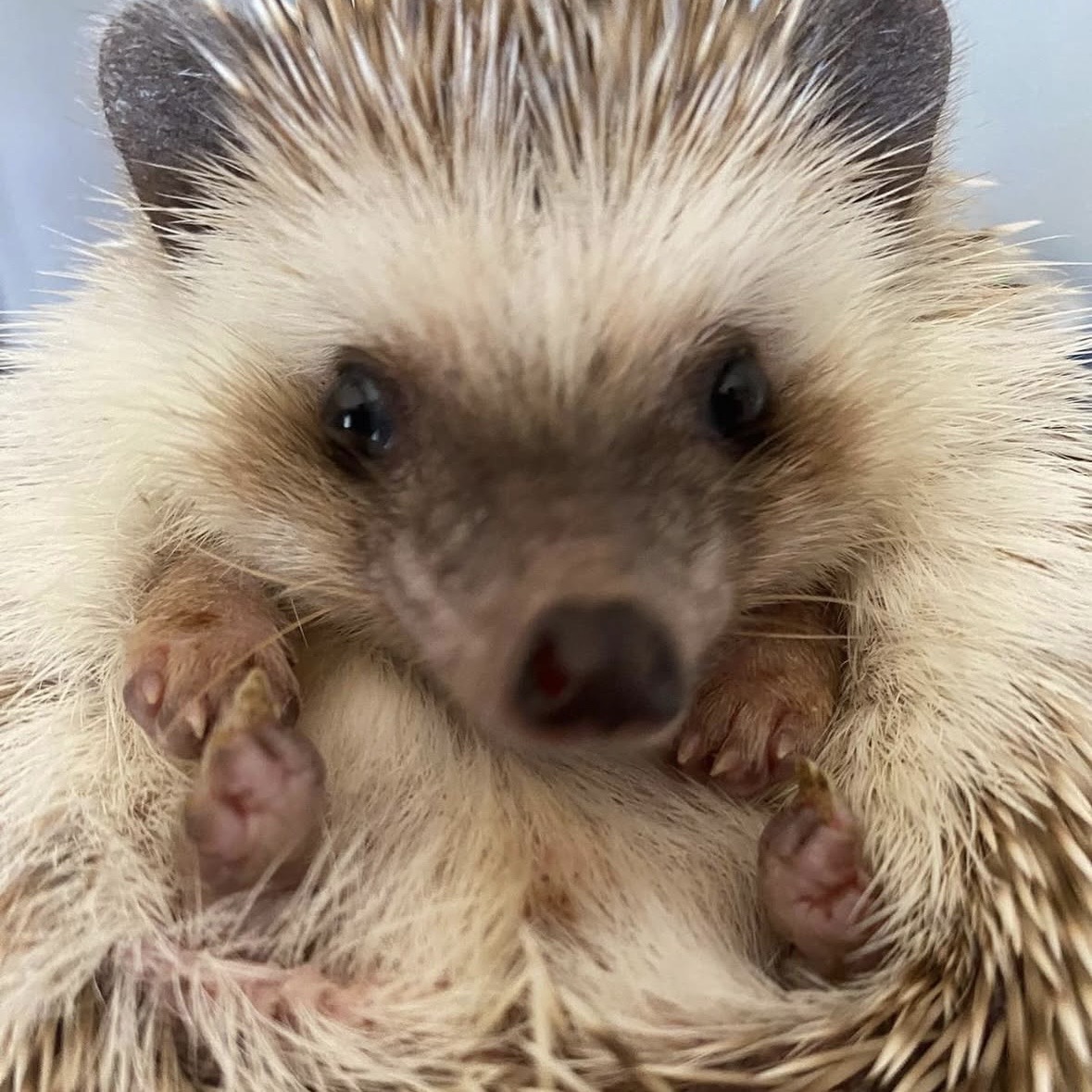 Equipo médico Crubvet